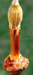  Pistil-Ovary and Androgynophore